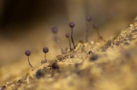 Attēlu rezultāti vaicājumam “Cribraria violacea macro”