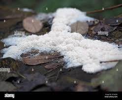 Attēlu rezultāti vaicājumam “Stemonitis foliicola plasmodium”