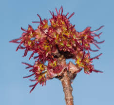 Attēlu rezultāti vaicājumam “Acer saccharinum flower”