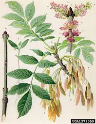 Attēlu rezultāti vaicājumam “Fraxinus excelsior”