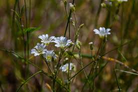 Attēlu rezultāti vaicājumam “Cerastium arvense leaf”