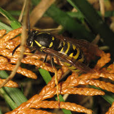 Attēlu rezultāti vaicājumam “Vespula rufa”