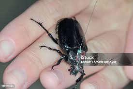 Attēlu rezultāti vaicājumam “Osmoderma barnabita imago”