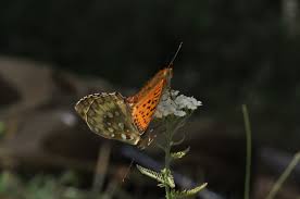 Attēlu rezultāti vaicājumam “Argynnis aglaja upperside”