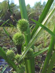 Attēlu rezultāti vaicājumam “Sparganium minimum fruit”