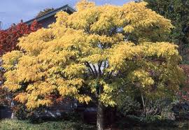 Attēlu rezultāti vaicājumam “Phellodendron amurense bud”