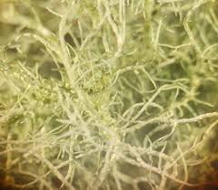 Attēlu rezultāti vaicājumam “Usnea subfloridana”