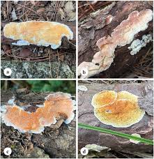 Attēlu rezultāti vaicājumam “Skeletocutis stellae”