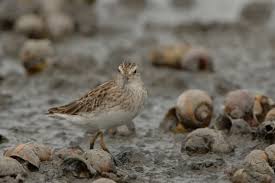 Image result for Calidris subminuta