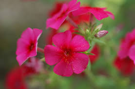 Image result for Phlox drummondii