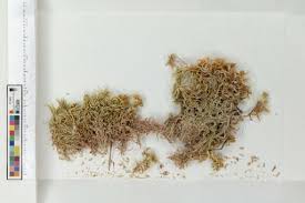 Attēlu rezultāti vaicājumam “Sphagnum contortum”