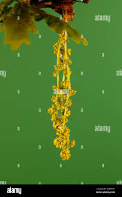 Attēlu rezultāti vaicājumam “Quercus robur male flower”