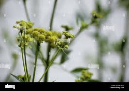 Attēlu rezultāti vaicājumam “Levisticum officinale flower”