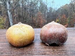 Attēlu rezultāti vaicājumam “Mespilus germanica fruit”