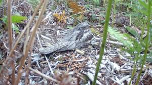 Attēlu rezultāti vaicājumam “Caprimulgus europaeus nest”