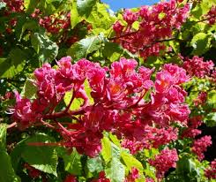 Attēlu rezultāti vaicājumam “Aesculus x hybrida bud”
