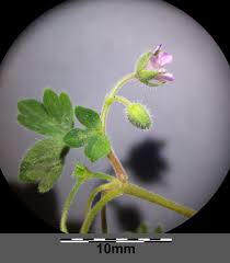 Attēlu rezultāti vaicājumam “Geranium pusillum flower”