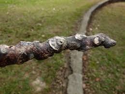 Attēlu rezultāti vaicājumam “Gymnocladus dioicus bud”