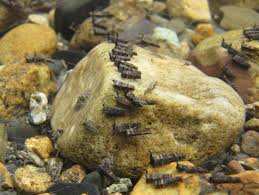 Attēlu rezultāti vaicājumam “Trichoptera egg mass”