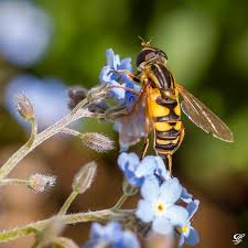 Attēlu rezultāti vaicājumam “Helophilus sp.”