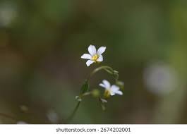 Attēlu rezultāti vaicājumam “Linum catharticum flower”
