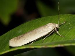 Attēlu rezultāti vaicājumam “Pelosia muscerda”