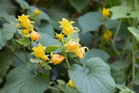 Attēlu rezultāti vaicājumam “Thladiantha dubia flower”