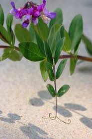 Attēlu rezultāti vaicājumam “Lathyrus japonicus subsp. maritimus flower”
