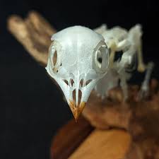 Attēlu rezultāti vaicājumam “Caprimulgus europaeus juvenile”