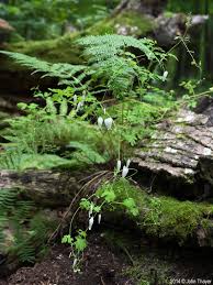 Image result for Adlumia fungosa