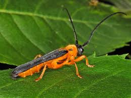 Attēlu rezultāti vaicājumam “Oberea oculata”