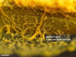 Attēlu rezultāti vaicājumam “Physarum conglomeratum macro”