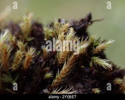 Attēlu rezultāti vaicājumam “Philonotis fontana”