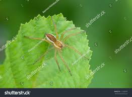 Attēlu rezultāti vaicājumam “Dolomedes fimbriatus”
