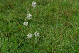 Attēlu rezultāti vaicājumam “Plantago media”