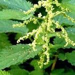 Attēlu rezultāti vaicājumam “Urtica dioica fruit”