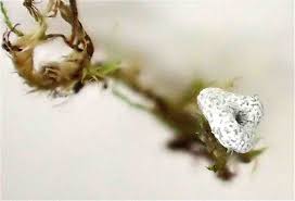 Attēlu rezultāti vaicājumam “Badhamia flavoglauca spores”