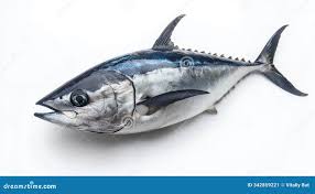 Image result for Thunnus obesus