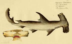 Image result for Sphyrna zygaena