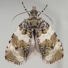 Attēlu rezultāti vaicājumam “Orthotaenia undulana”