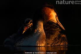 Attēlu rezultāti vaicājumam “Podiceps cristatus adult”