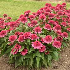 Image result for Echinacea Lustre hybrids