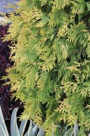 Attēlu rezultāti vaicājumam “Thuja occidentalis”