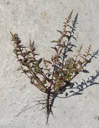 Attēlu rezultāti vaicājumam “Chenopodium polyspermum leaf”
