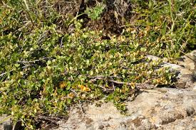 Attēlu rezultāti vaicājumam “Betula nana flower”