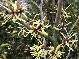 Attēlu rezultāti vaicājumam “Hamamelis japonica”