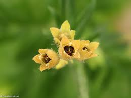 Attēlu rezultāti vaicājumam “Polemonium caeruleum fruit”