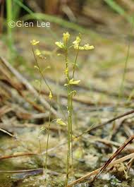 Attēlu rezultāti vaicājumam “Utricularia minor bud”
