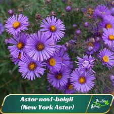 Image result for Aster novi-belgii