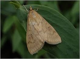 Attēlu rezultāti vaicājumam “Ostrinia nubilalis”